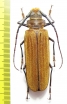 Orthomegas fragosoi  Costa Rica 65mm - INSECTS-STORE.RU
