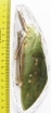 Arachnacris corporalis, male  Malaysia - INSECTS-STORE.RU