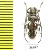 Prosopocera sp.  South Africa Rep. - INSECTS-STORE.RU