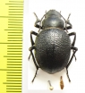 Pimelia cephalotes  Kazakhstan - INSECTS-STORE.RU