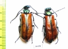 Lytta suturella  Russia, Far East - INSECTS-STORE.RU