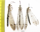 Myrmeleontidae sp.  Russia, Astrakhan reg. - INSECTS-STORE.RU