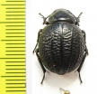 Pimelia monticola  Spain - INSECTS-STORE.RU