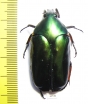 Agestrata sp., male  Malaysia - INSECTS-STORE.RU
