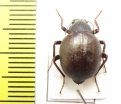Tenebrionidae sp.  Chile - INSECTS-STORE.RU