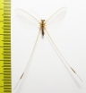 Nemopteridae sp.  Namibia - INSECTS-STORE.RU