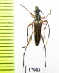Parastrangalis sp.  China, Guangxi prov. - INSECTS-STORE.RU