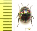Tenebrionidae sp.  Philippines - INSECTS-STORE.RU