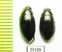 Hydrophilidae sp.  Indonesia, Sumatra - INSECTS-STORE.RU