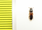 Aulonium ruficorne  Ukraina - INSECTS-STORE.RU
