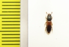Aulonium ruficorne  Ukraina - INSECTS-STORE.RU