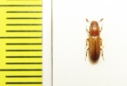 Aulonium trisulcum  Russia, Moscow - INSECTS-STORE.RU