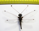 Ascalaphidae sp.  South Africa Rep. - INSECTS-STORE.RU