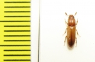 Aulonium trisulcum  Russia, Moscow - INSECTS-STORE.RU