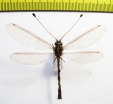 Ascalaphidae sp.  South Africa Rep. - INSECTS-STORE.RU
