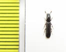 Colydium elongatum  Russia, Krasnodar reg. - INSECTS-STORE.RU