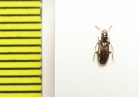 Salpingidae, Sphaeristes bimaculatus  Belorussia - INSECTS-STORE.RU