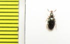 Salpingidae, Salpingus caucasicus  Iran, Gilan prov. - INSECTS-STORE.RU