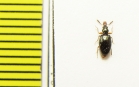 Salpingidae, Salpingus caucasicus  Iran, Gilan prov. - INSECTS-STORE.RU