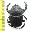 Pachylomera femoralis, male  South Africa Rep. 45mm - INSECTS-STORE.RU