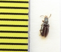 Salpingidae, Rabocerus foveolatus  Belorussia - INSECTS-STORE.RU