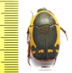 Pachnoda impressa?  South Africa Rep. - INSECTS-STORE.RU