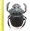 Pachylomera femoralis, male  South Africa Rep. 45mm - INSECTS-STORE.RU