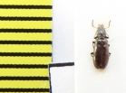 Salpingidae, Rabocerus gabrieli  Belorussia - INSECTS-STORE.RU