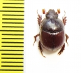 Bolboceratinae sp.  South Africa Rep. - INSECTS-STORE.RU