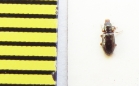 Salpingidae, Salpingus planirostris  Belorussia - INSECTS-STORE.RU