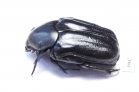Cremastocheilini, Oplostomus sp.  South Africa Rep. - INSECTS-STORE.RU