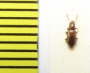 Salpingidae, Sphaeristes castaneus  Belorussia - INSECTS-STORE.RU