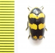 Chrysomelidae sp.  South Africa Rep. - INSECTS-STORE.RU