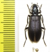 Ditylus laevis  Russia, Far East - INSECTS-STORE.RU