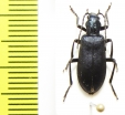 Ditylus laevis  Russia, Far East - INSECTS-STORE.RU