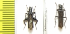 Oedemera sp., pair  Abkhazia - INSECTS-STORE.RU