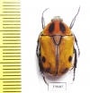 Atrichiana placida ssp.  South Africa Rep. - INSECTS-STORE.RU