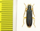 Ischnomera abdominalis  Russia, Far East - INSECTS-STORE.RU