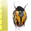 Atrichiana placida ssp.  South Africa Rep. - INSECTS-STORE.RU