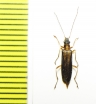 Oedemera amurensis  Russia, Far East - INSECTS-STORE.RU