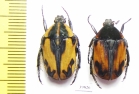 Atrichiana placida ssp.  South Africa Rep. - INSECTS-STORE.RU