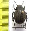 Pimelia mittrei  Israel - INSECTS-STORE.RU