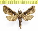 Noctuidae sp.?  Ecuador - INSECTS-STORE.RU