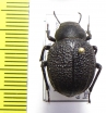 Pimelia mittrei  Israel - INSECTS-STORE.RU