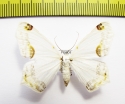 Geometridae sp.  Honduras - INSECTS-STORE.RU