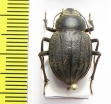 Pimelia inexpectata  Pakistan - INSECTS-STORE.RU