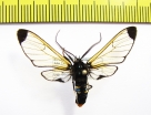 Erebidae sp.  Ecuador - INSECTS-STORE.RU