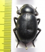 Pimelia bajula solieri  Iran, Isfahan prov. - INSECTS-STORE.RU