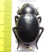 Pimelia bajula solieri  Turkey - INSECTS-STORE.RU