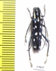 Macroglenea venus  Indonesia, Sulawesi - INSECTS-STORE.RU